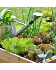 Kit de graines - Mon premier potager