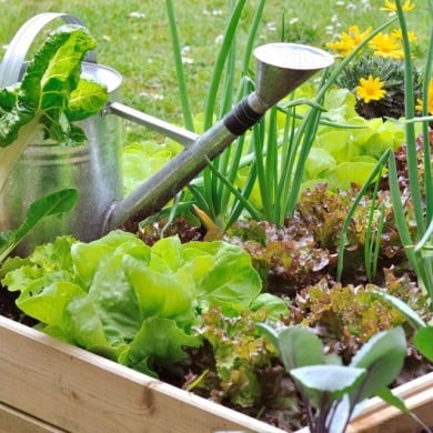 Kit de graines - Mon premier potager