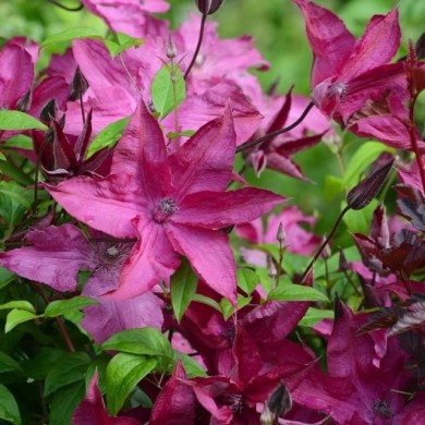 Clématite Saphyra® Nancy 'Cleminov15'