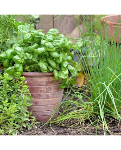 Kit de graines - Mes plantes aromatiques à semer