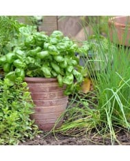 Kit de graines - Mes plantes aromatiques à semer