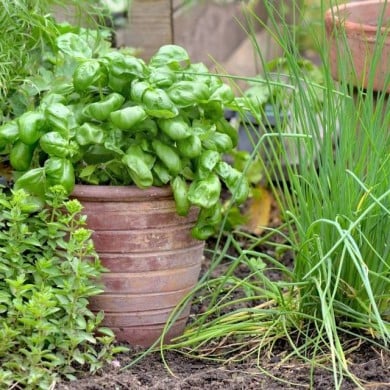 Kit de graines - Mes plantes aromatiques à semer