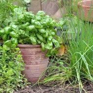 Kit de graines - Mes plantes aromatiques à semer
