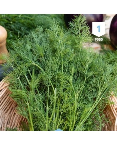 Kit de graines - Mes plantes aromatiques à semer