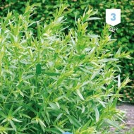 Kit de graines - Mes plantes aromatiques à semer