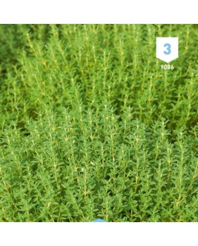 Kit de graines - Mes plantes aromatiques à semer