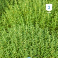 Kit de graines - Mes plantes aromatiques à semer