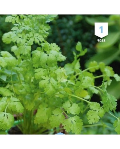 Kit de graines - Mes plantes aromatiques à semer