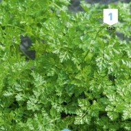 Kit de graines - Mes plantes aromatiques à semer