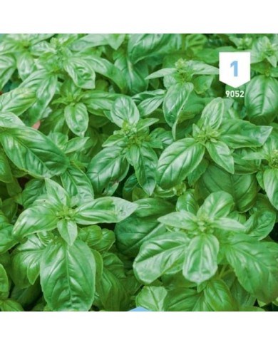 Kit de graines - Mes plantes aromatiques à semer