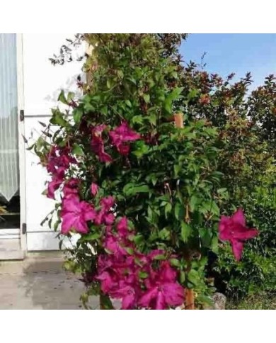Clématite Saphyra® Nancy 'Cleminov15'