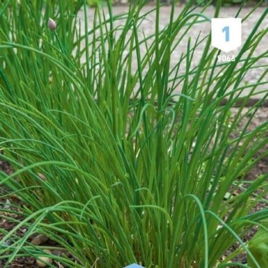 Kit de graines - Mes plantes aromatiques à semer