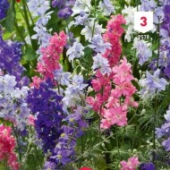 Kit de graines - Mes bouquets d'été