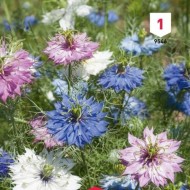 Kit de graines - Mes bouquets d'été