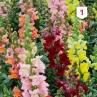 Kit de graines - Mes bouquets d'été