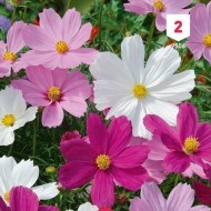Kit de graines - Mes bouquets d'été