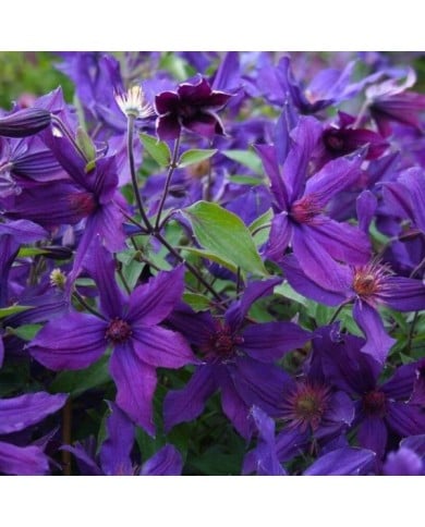 Clématite SAPHYRA® Violetta 'M32-10'