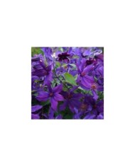 Clématite SAPHYRA® Violetta 'M32-10'
