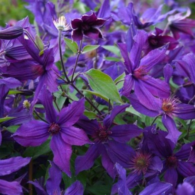 Clématite SAPHYRA® Violetta 'M32-10'