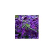 Clématite SAPHYRA® Violetta 'M32-10'