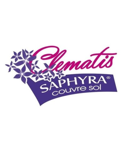 Clématite SAPHYRA® Violetta 'M32-10'