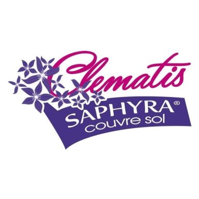 Clématite SAPHYRA® Violetta 'M32-10'