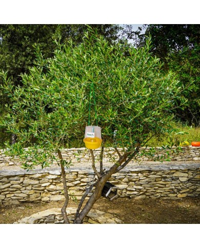 Kit piège mouche de l'olive - Petit jardin