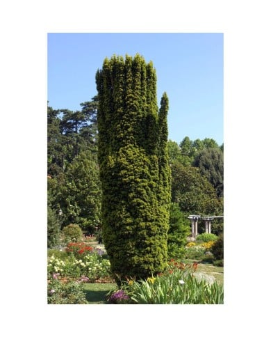 Taxus baccata 'Fastigiata Aurea'