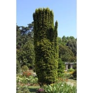 Taxus baccata 'Fastigiata Aurea'