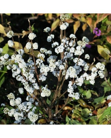 Callicarpa bodinieri MAGICAL® Snowstar 'KOLMSNOSTAR'