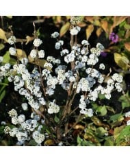 Callicarpa bodinieri MAGICAL® Snowstar 'KOLMSNOSTAR'