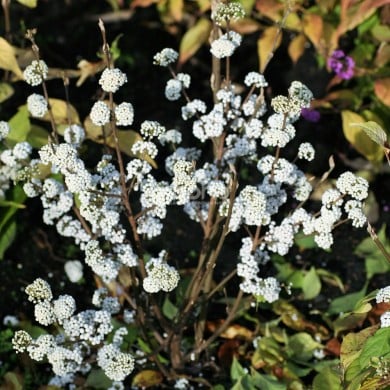 Callicarpa bodinieri MAGICAL® Snowstar 'KOLMSNOSTAR'