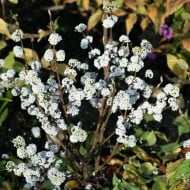 Callicarpa bodinieri MAGICAL® Snowstar 'KOLMSNOSTAR'