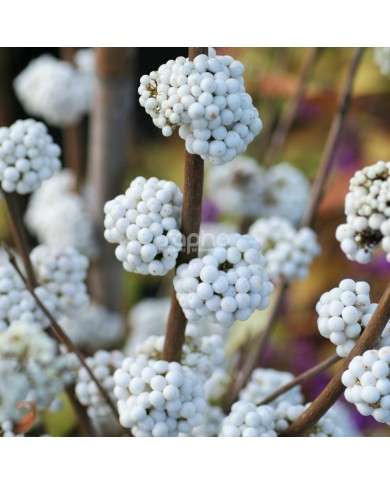 Callicarpa bodinieri MAGICAL® Snowstar 'KOLMSNOSTAR'