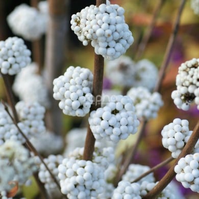 Callicarpa bodinieri MAGICAL® Snowstar 'KOLMSNOSTAR'