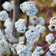 Callicarpa bodinieri MAGICAL® Snowstar 'KOLMSNOSTAR'