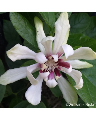 Calycanthus 'Venus'