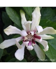 Calycanthus 'Venus'