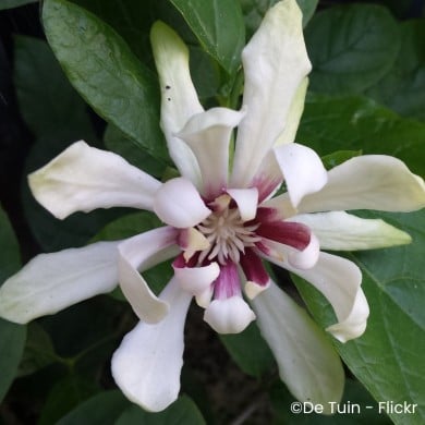 Calycanthus 'Venus'