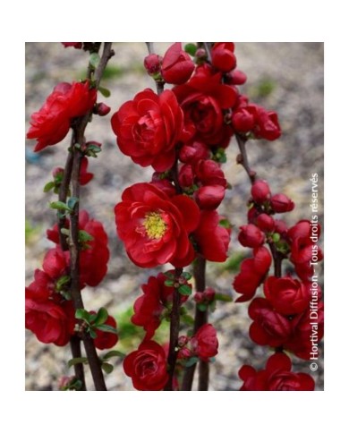 Cognassier du Japon 'Scarlet Storm'