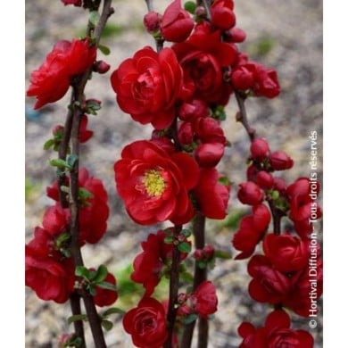 Cognassier du Japon 'Scarlet Storm'