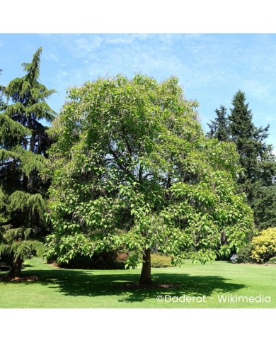 Catalpa commun