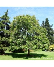 Catalpa commun
