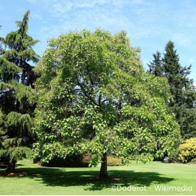 Catalpa commun