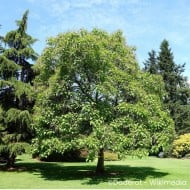 Catalpa commun