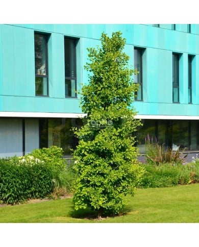 Arbre aux 40 écus fastigié 'Blagon'