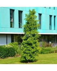 Arbre aux 40 écus fastigié 'Blagon'