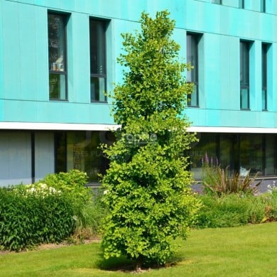 Arbre aux 40 écus fastigié 'Blagon'