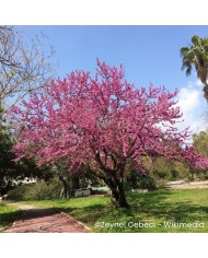 Arbre de Judée