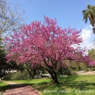 Arbre de Judée